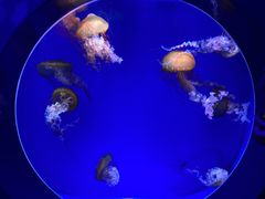 -海合安青岛极地海洋公园