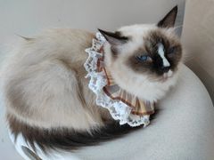 -怪兽屋·羊驼·猫咖·狗咖(俊华广场店)