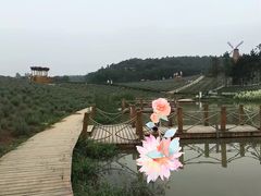 -大塘金香草谷
