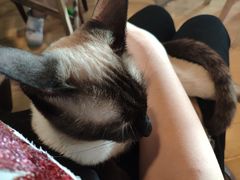 -Cappucimeow猫咪咖啡馆(韦伯时代店)