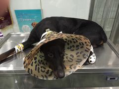 -伟伟宠物医院·CT影像中心·瑞派犬猫综合性门诊(汉口总院)