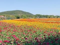-苏州太湖西山岛开心农场