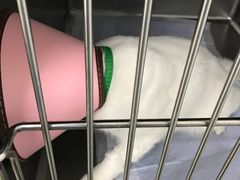 -康成宠物医院24H·CT·核磁共振