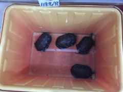-荔城生鲜盛宴(番禺旗舰店)