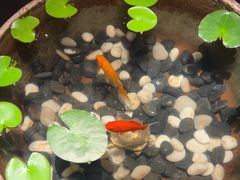 -曲水兰亭(北京四惠店)