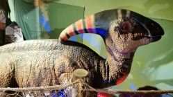 -恐龙探索乐园(磁器口店)