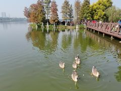 -海珠湖公园