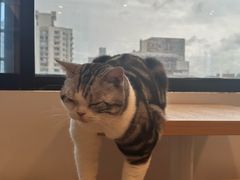 -有喵·猫咖·狗咖·30几只猫10只小狗(岗厦店)