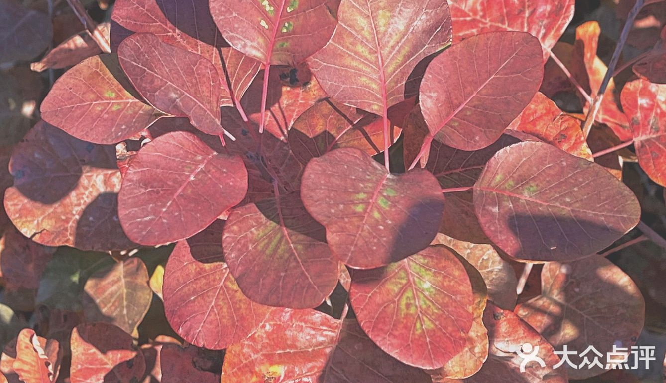 🍁赏红叶啦！