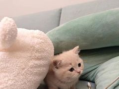 -欣宠猫屋·矮脚拿破仑·蓝金金渐层