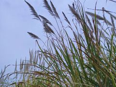 -桤木河湿地公园