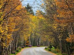 -五营红松林海景区