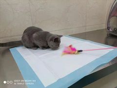 -仁华宠物医院(青羊店)