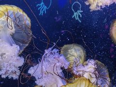 -珠海长隆海洋王国