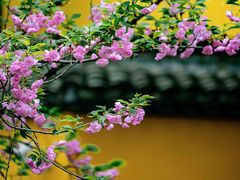 -龙华寺