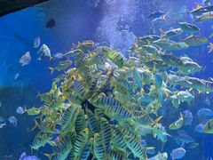 -芜湖新华联大白鲸海洋公园