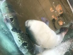 -天正河鲀·河豚亭(大连店)