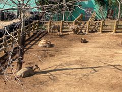 -西霞口神雕山野生动物世界