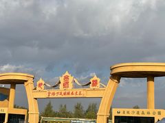 -金塔沙漠胡杨林景区
