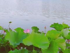 -白鹭湾湿地公园