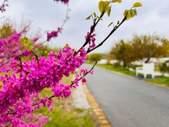 -花开海上生态园