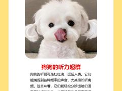 -翊宠yipet猫狗购宠庄园