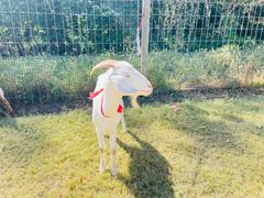 -前小桔亲子创意农场·草莓采摘·露营烧烤