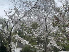 -东湖磨山景区