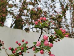 -石家庄市植物园