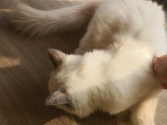 -藏猫猫咖啡主题馆(中央大道店)