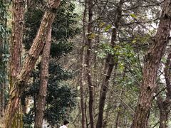 -铁山坪森林公园