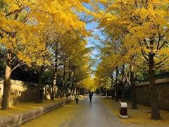-三里屯东五街银杏大道