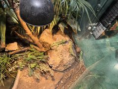 -上海大自然野生昆虫馆(东方明珠·爬宠昆虫探索中心)