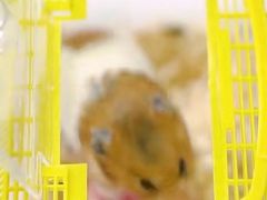 -中环花鸟鱼虫市场