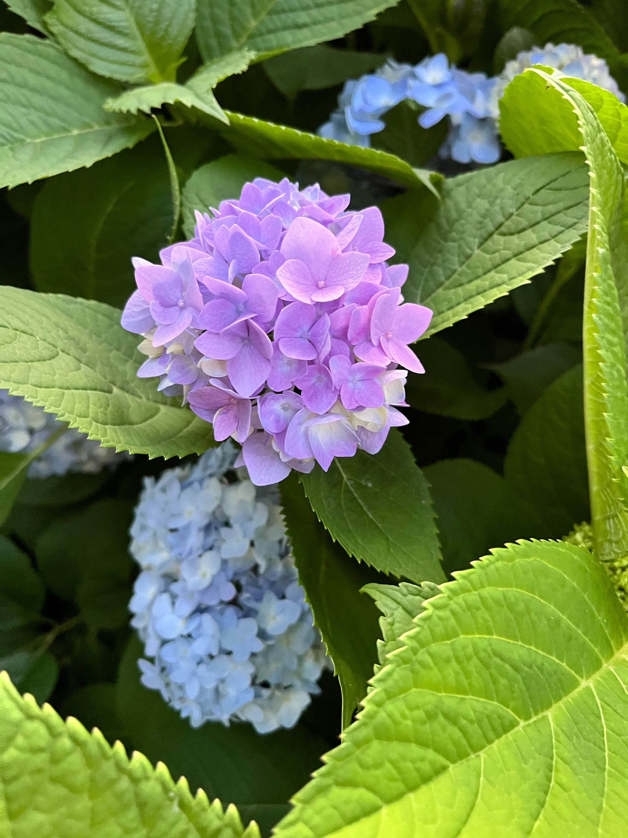 春天开花图片真实图片