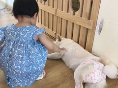 -柴犬小屋·柴餐厅·狗咖食堂(金鼎广场店)