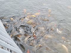 -武清南湖绿博园