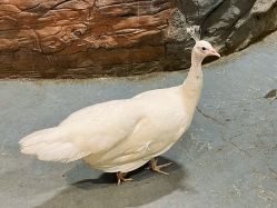 -Zoolung Zoolung动物主题公园(海信广场店)