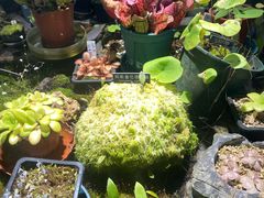 -国家植物园南园