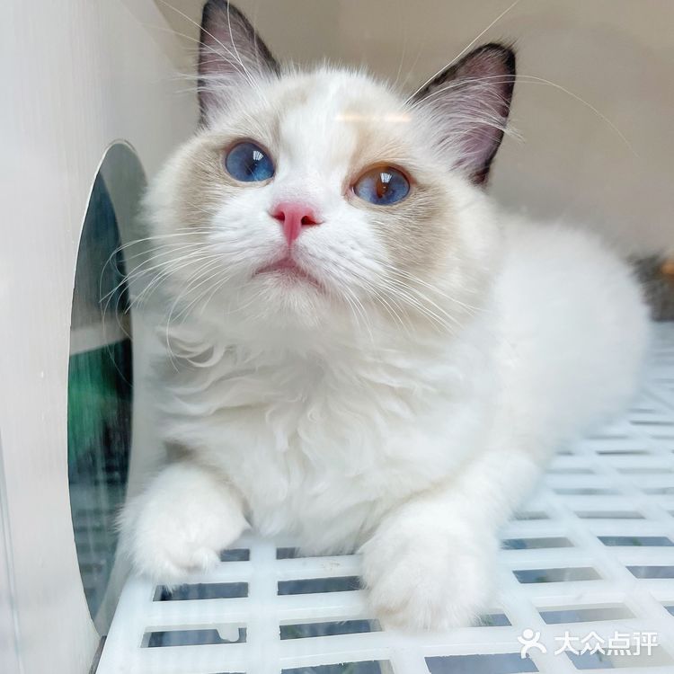 广州探店｜哇！银点简直就是我的梦中情猫啊！