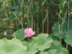-荷塘月色湿地公园·向阳花洲