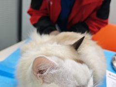 -伟伟宠物医院·CT影像中心·瑞派犬猫综合性门诊(汉口总院)