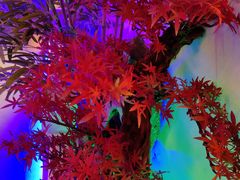 -庭院江南菜•烤鸭•非遗传承(丰台总部基地店)