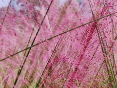 -艾溪湖湿地公园