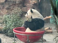 -石家庄市动物园