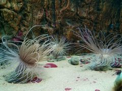 -北戴河圣蓝海洋公园