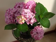 -秦美花卉(天朗·莱茵小城2期店)