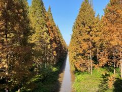 -黄海国家森林公园