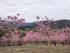 -天适樱花悠乐园