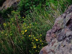-白草畔自然风景区